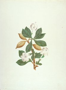 Aquariti (foglie, fiori e frutti) da James Bruce